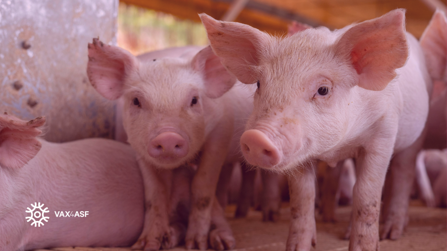 African swine fever protection - VAX4ASF project